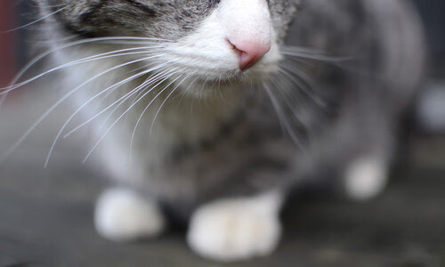 火箭节奏掌控魔术，马克西成为关键先生