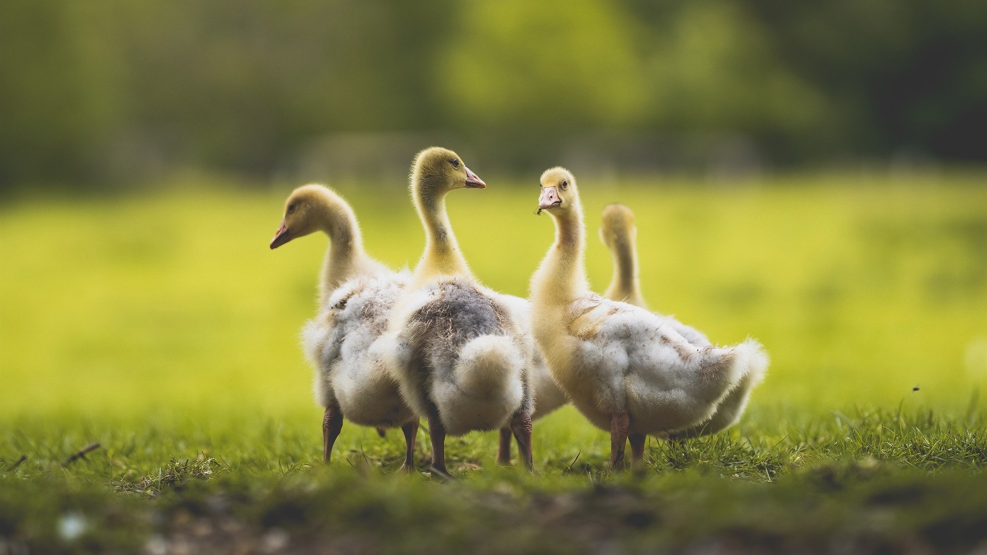 西甲国家德比之夜，于无声处听惊雷—法比尼奥的五百场里程碑
