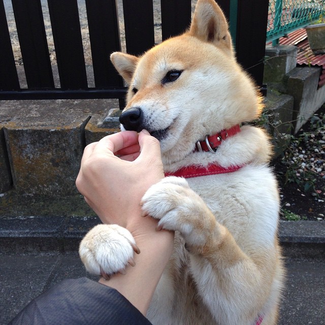 巨人觉醒，切特于聚光灯下收割比赛，篮网三节击溃奇才悬念