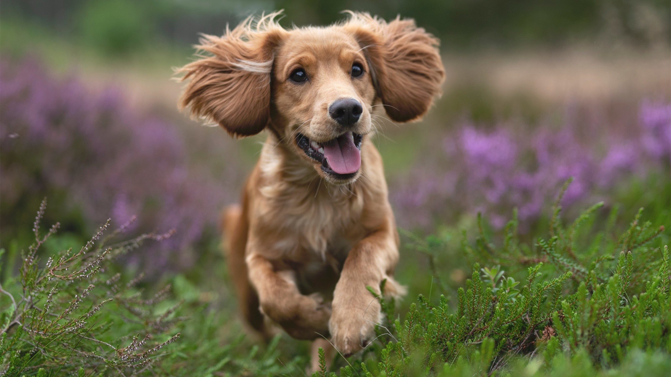 窒息绝杀！勒沃库森最后时刻击溃那不勒斯，谱写年度焦点战神话序章