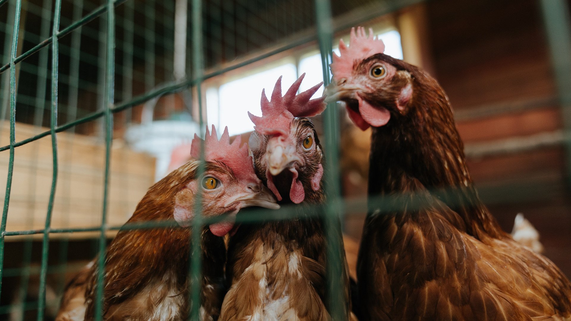 王权在加时赛旁落—欧文告诉你什么叫关键战接管