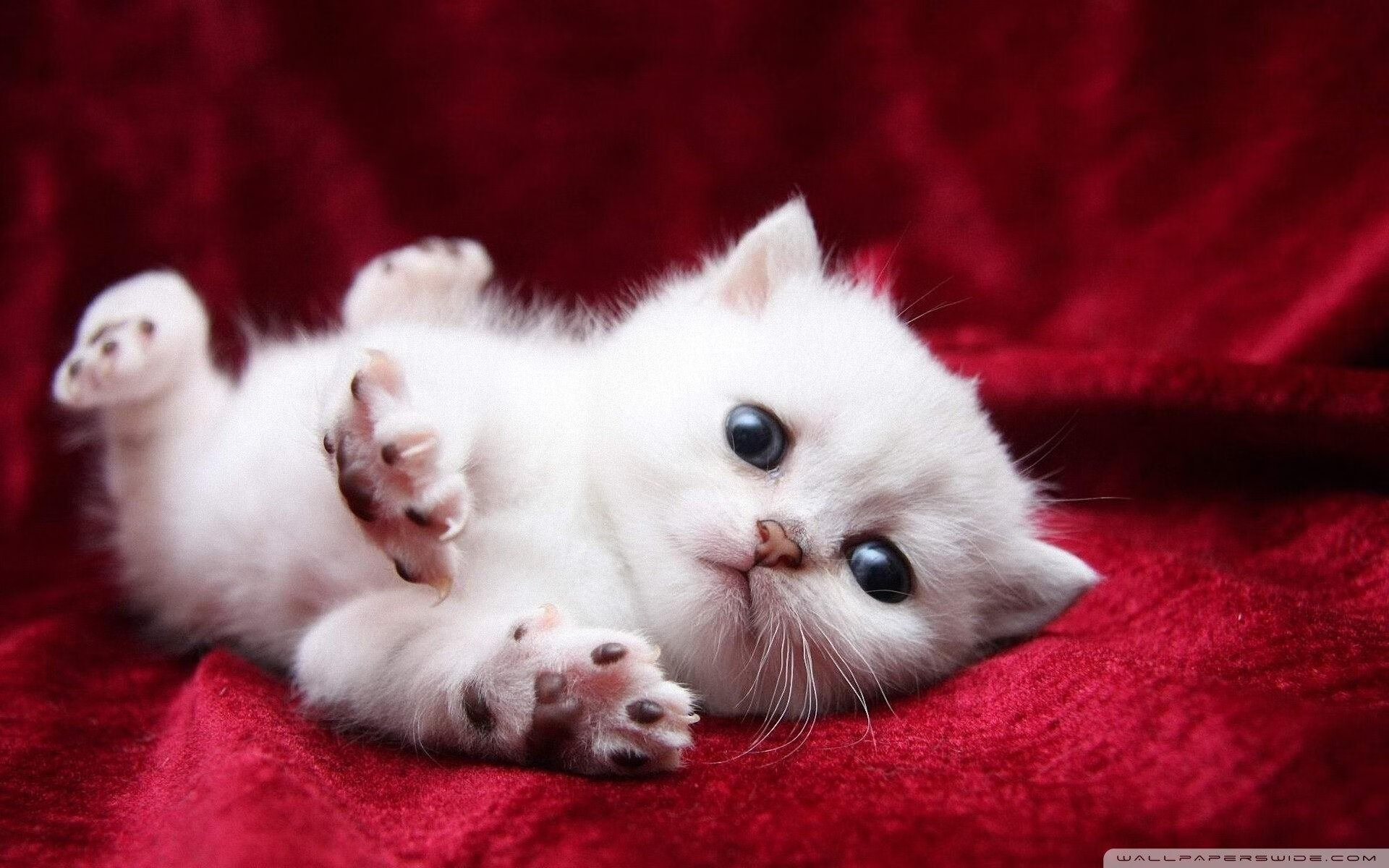 篮球赛场如F1弯道，广东战术引擎如何完成对深圳的终极压制