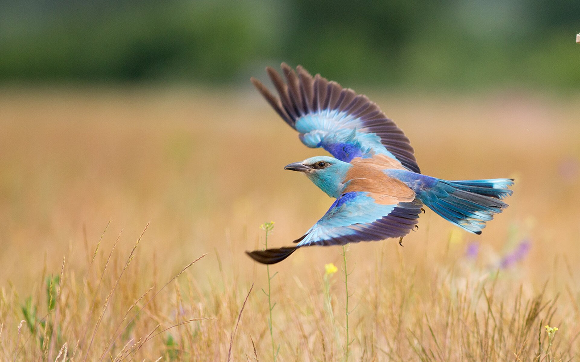 极速与永恒，卡拉斯科在F1年度争冠之夜刷新纪录的传奇