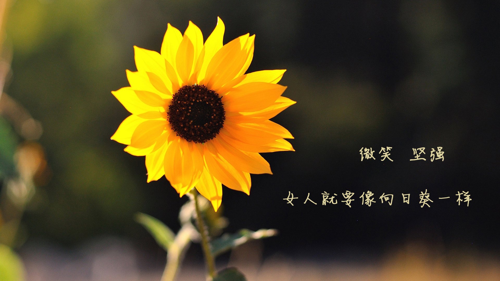 绿茵暗战,欧冠之夜与波斯密码