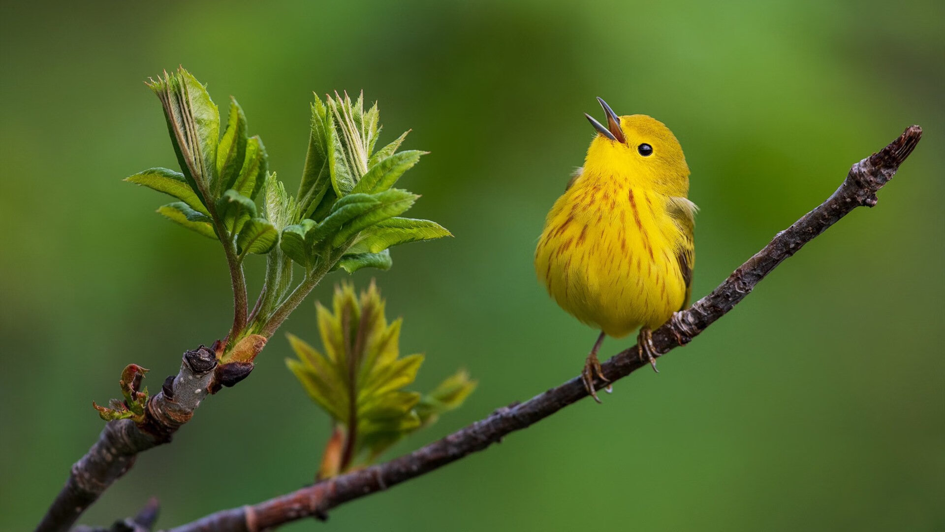 绿茵军刀,当孔德写下世界杯的无解定理