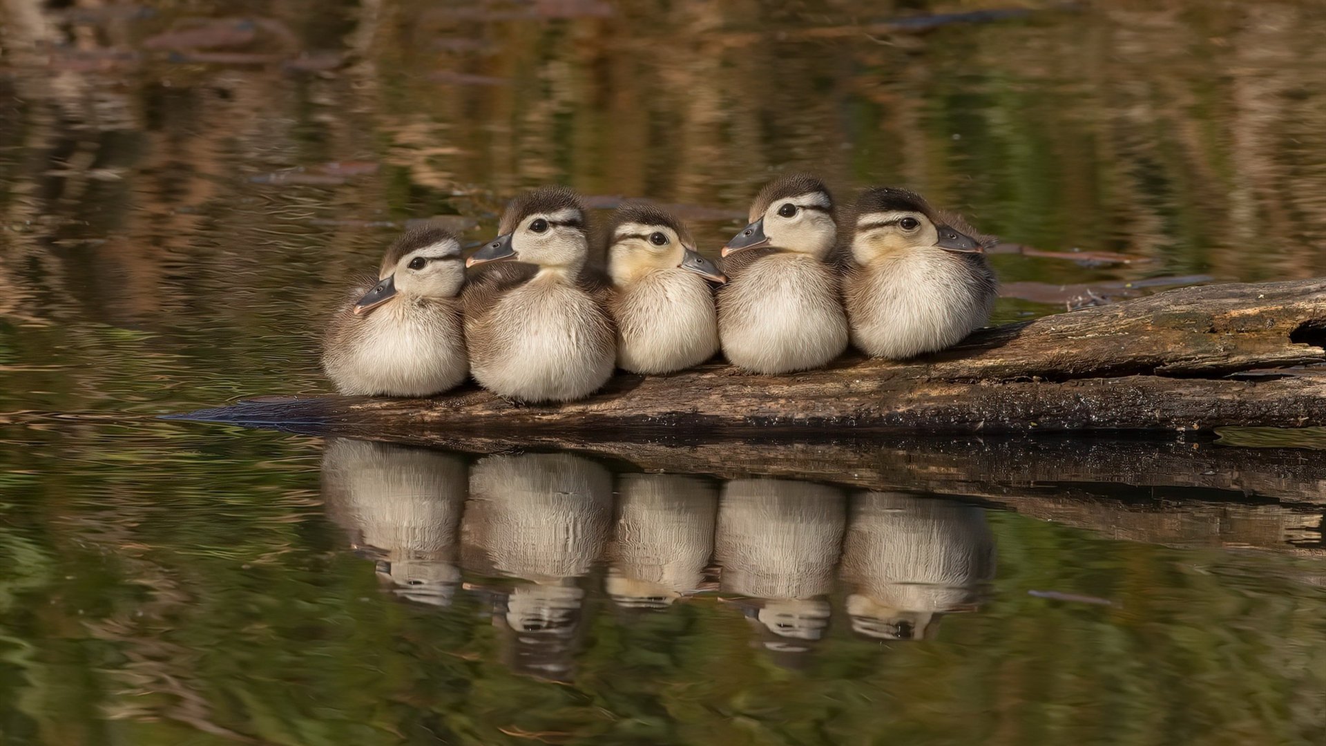 暗夜亮剑,福克斯关键绝杀,热火淬火重生啃下掘金硬骨头
