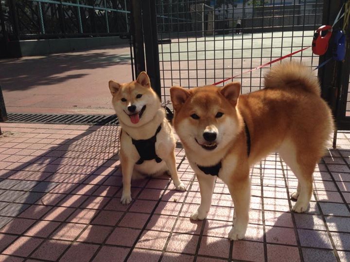 星光破晓，2026世界杯之夜的格纳布里传奇