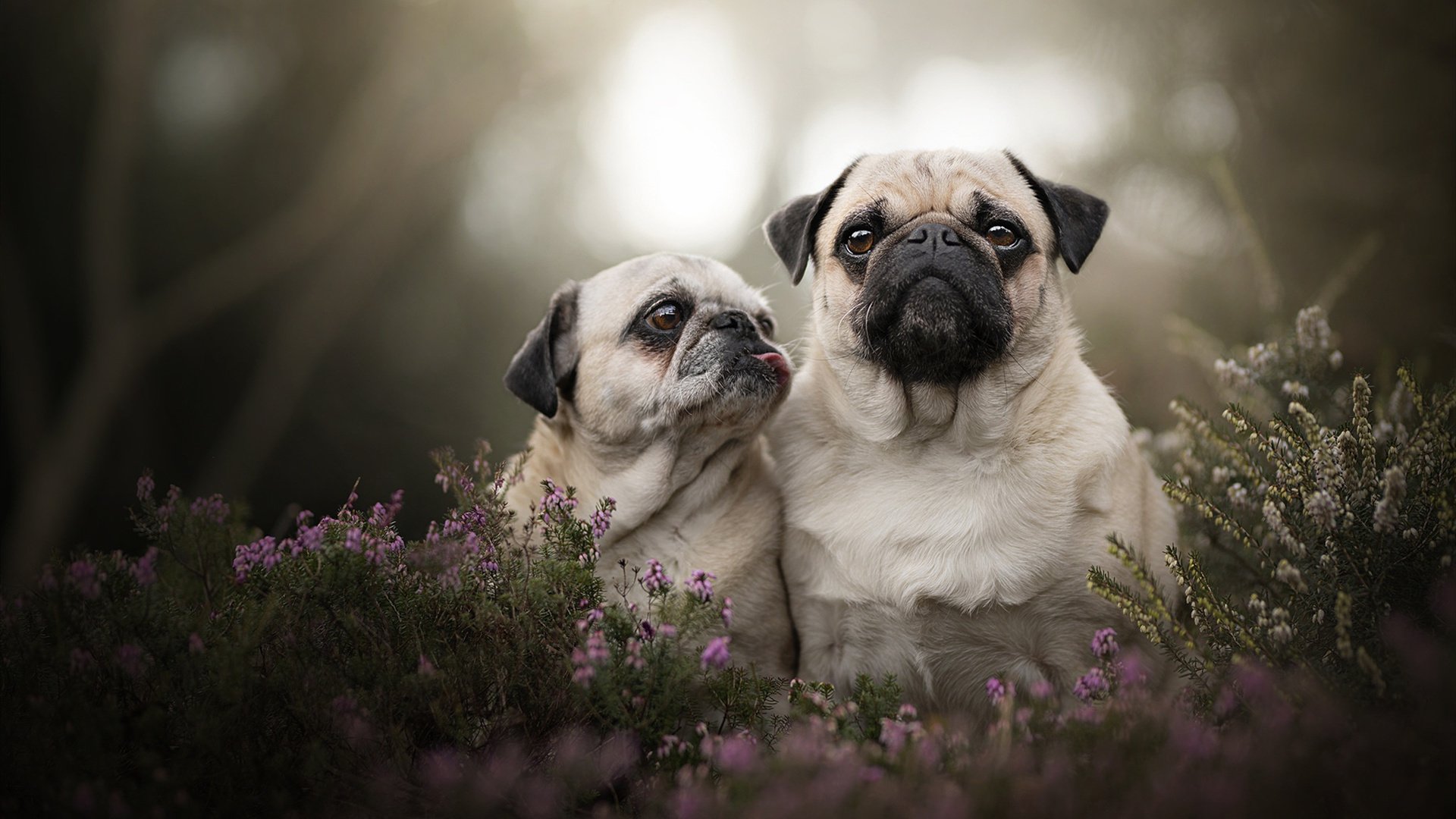 夜幕下的极速狂飙，佩德里在F1街道赛之夜数据全面爆炸
