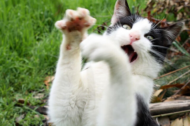 哈兰德关键先生显威，马德里竞技友谊赛完胜智利国家队